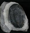 Large Hollardops Trilobite - Different Species #5380-1